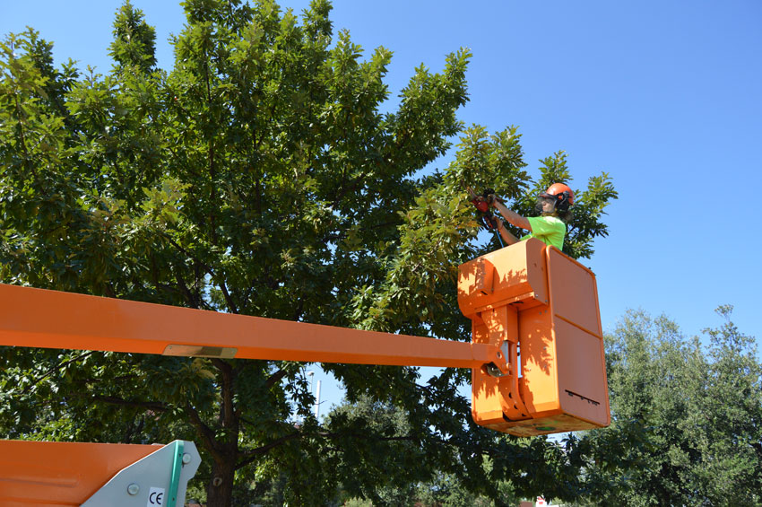 Reutilitzem les restes de poda